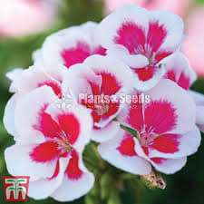 Geranium (ජෙරේනියම්)