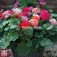 Geranium (ජෙරේනියම්)