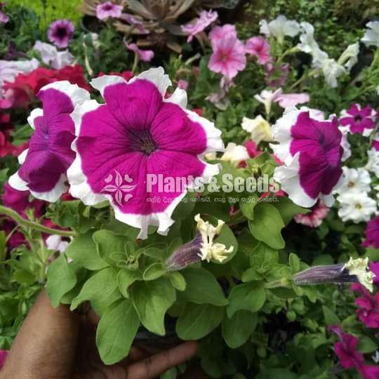 Pitonia (පිටෝනියා )