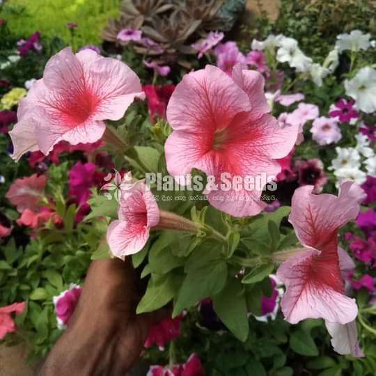 Pitonia (පිටෝනියා )