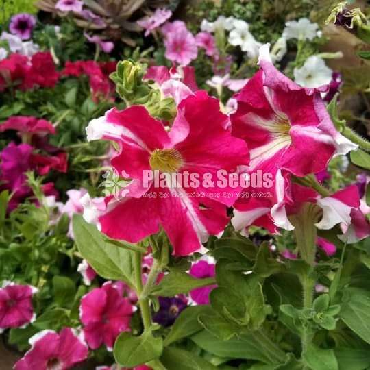 Pitonia (පිටෝනියා )