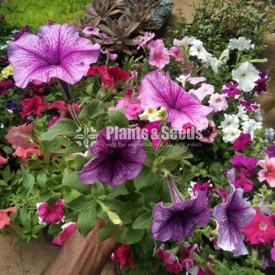 Pitonia (පිටෝනියා )
