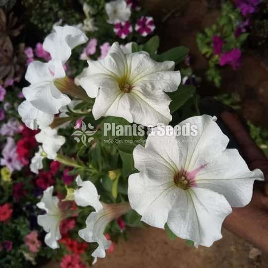 Pitonia (පිටෝනියා )