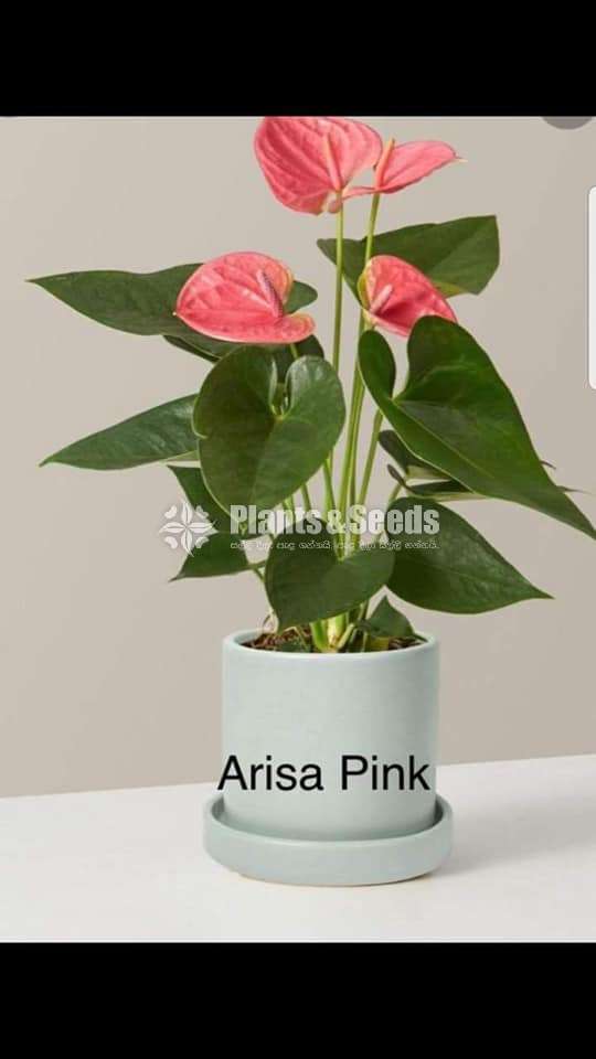 Anthurium-Netherland-Arisa pink