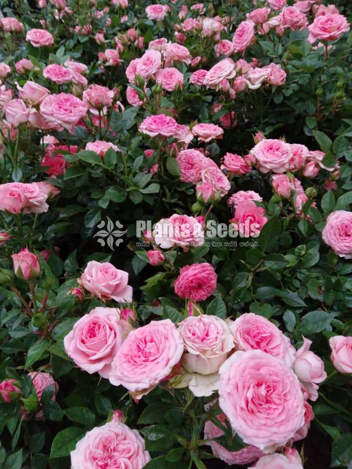 Roses