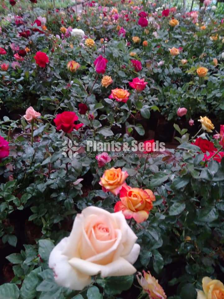 Roses