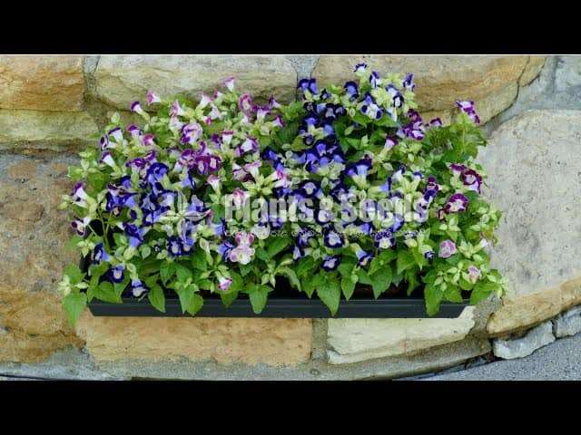 Toroniya Flower Plants(4 Colors)