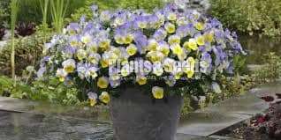 Toroniya Flower Plants(4 Colors)
