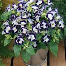 Toroniya Flower Plants(4 Colors)