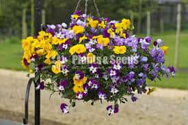Toroniya Flower Plants(4 Colors)