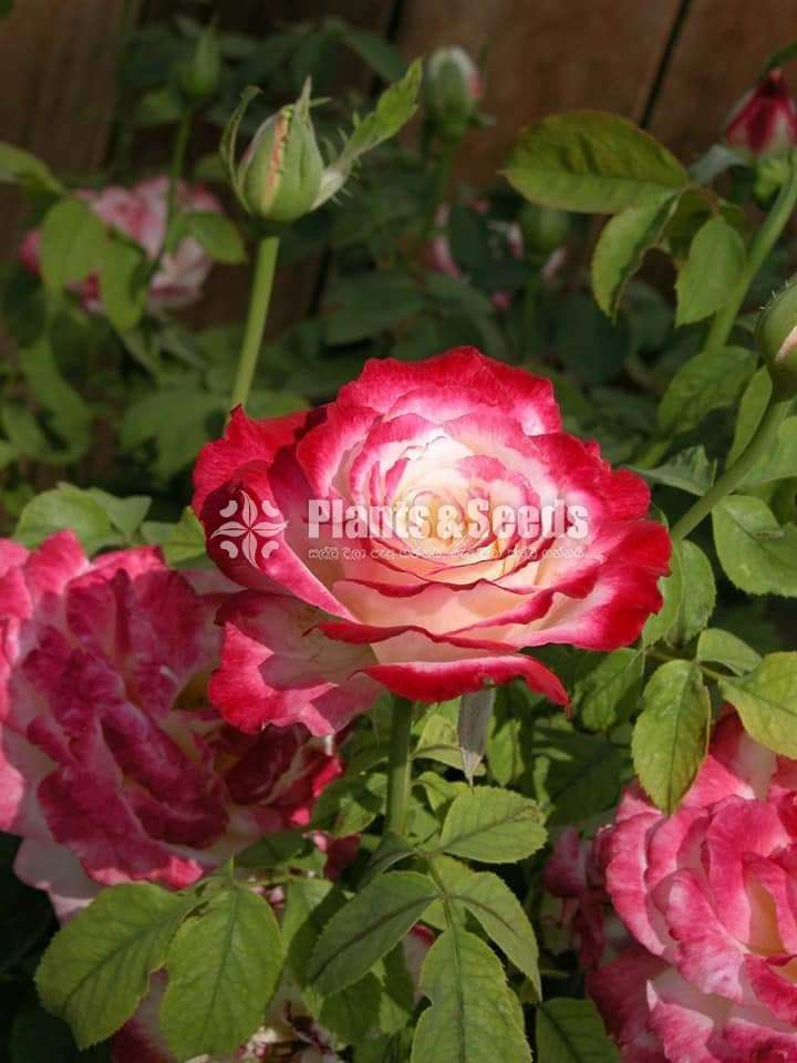 Roses Package 1600