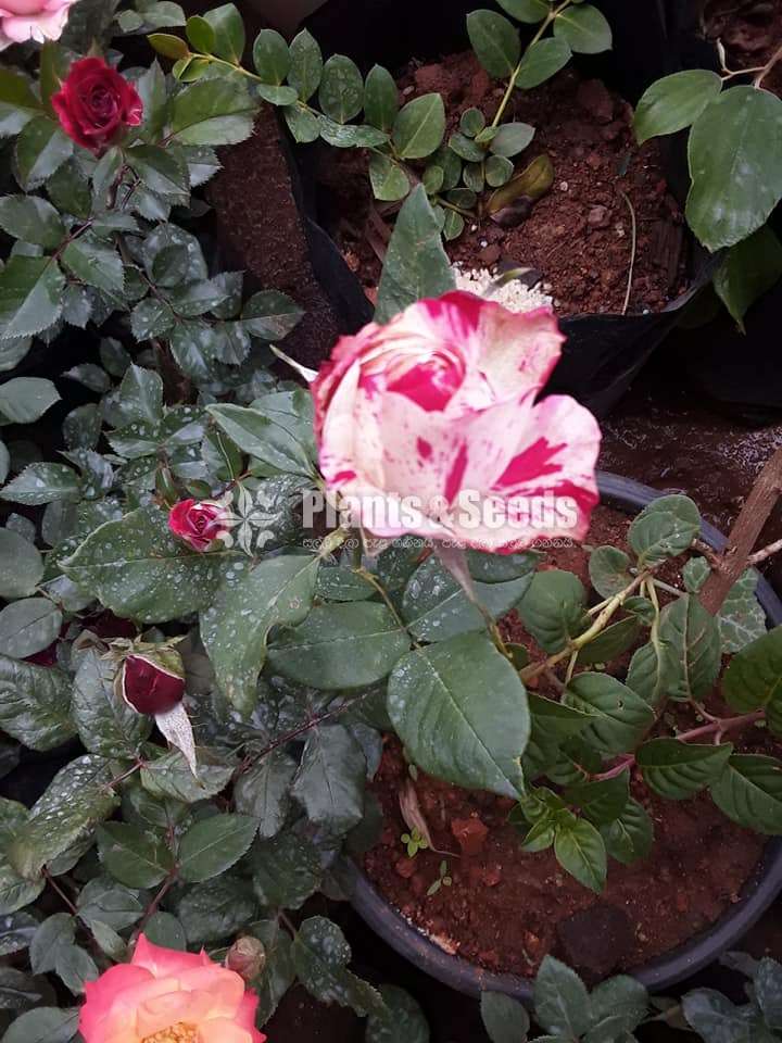 Roses Package 1600