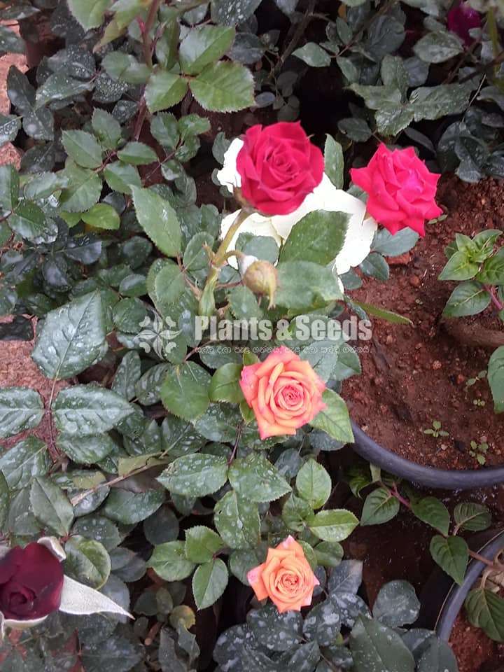 Roses Package 1600