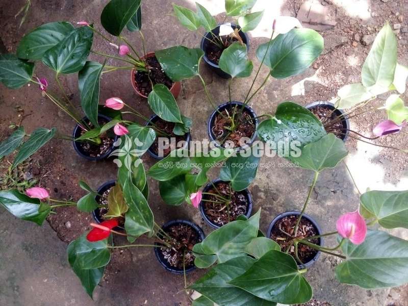 Lady Jane (ලේඩි ජේන් )-Packages