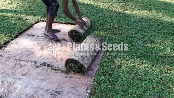 malaysian mini grass carpets 