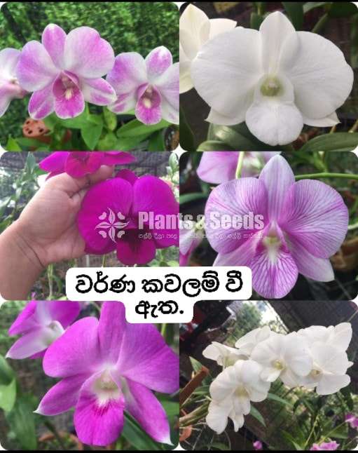 ඩෙන්ඩ්‍රෝබියම්  Orchid Plants
