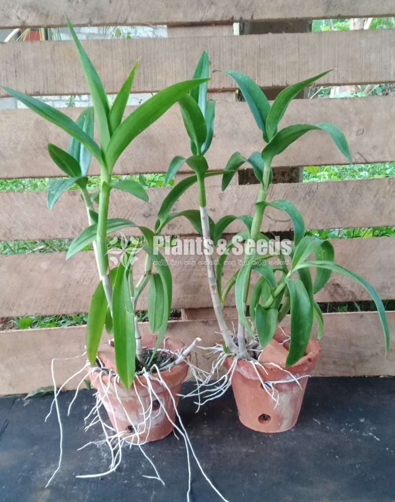 ඩෙන්ඩ්‍රෝබියම්  Orchid Plants