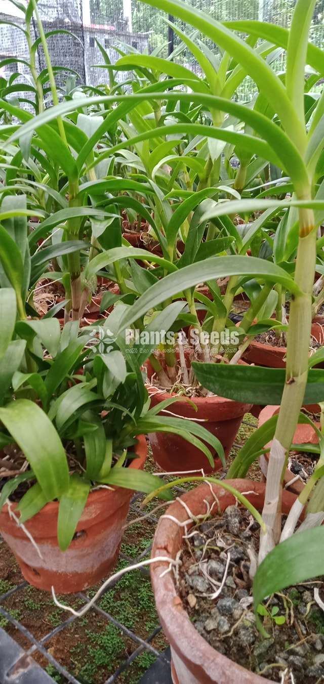ඩෙන්ඩ්‍රෝබියම්  Orchid Plants