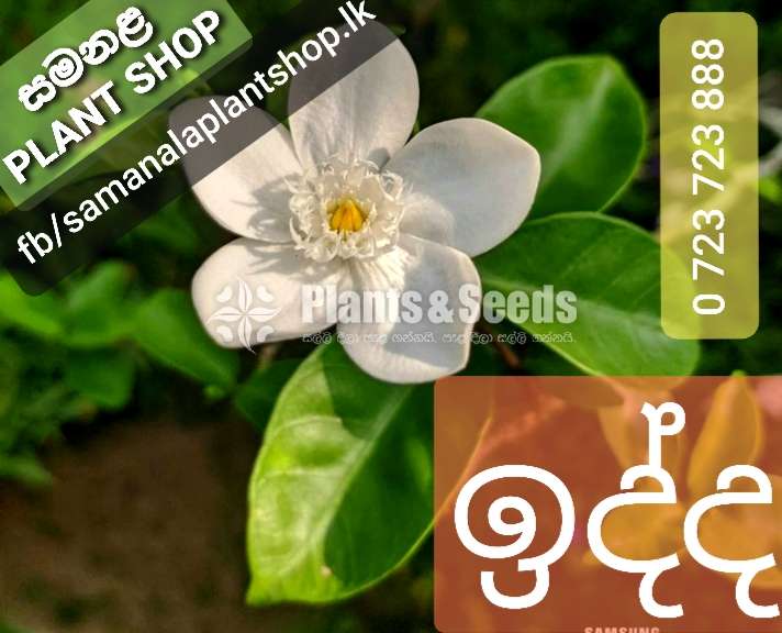 Idda plants (සුදු ඉද්ද පැල )