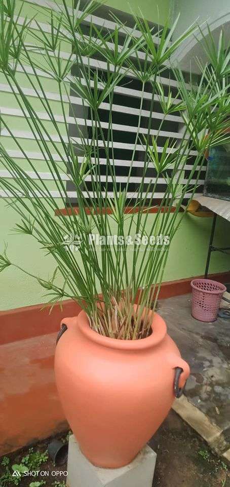 Water Plant