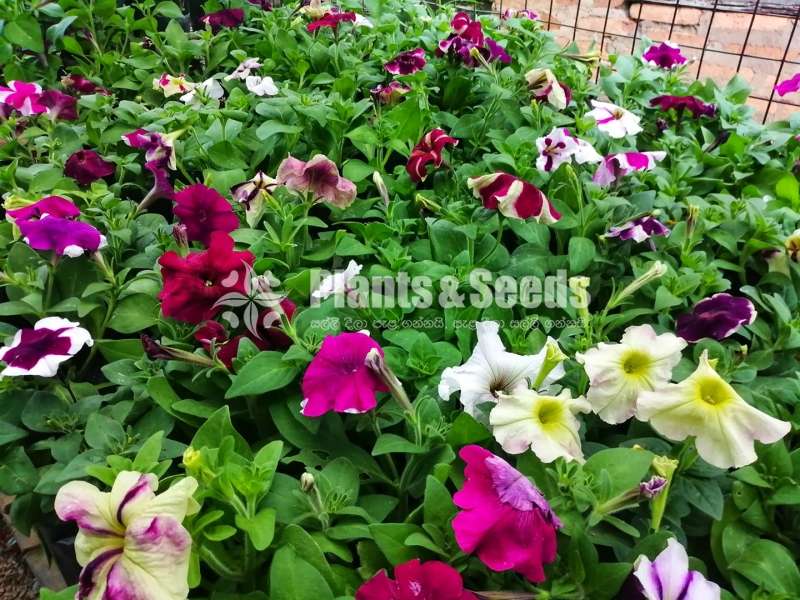 Petunia (පිටෝනියා පැල)