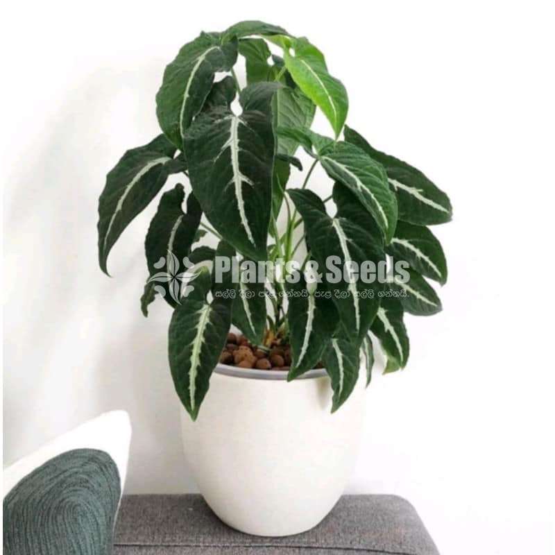 Ornamental plant