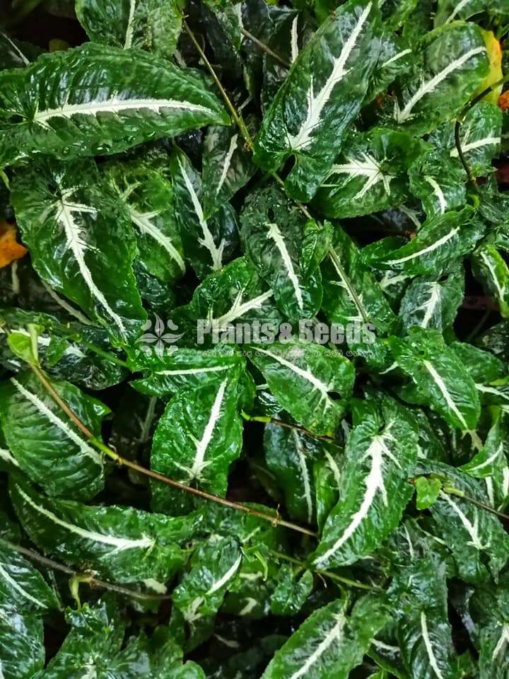 Ornamental plant