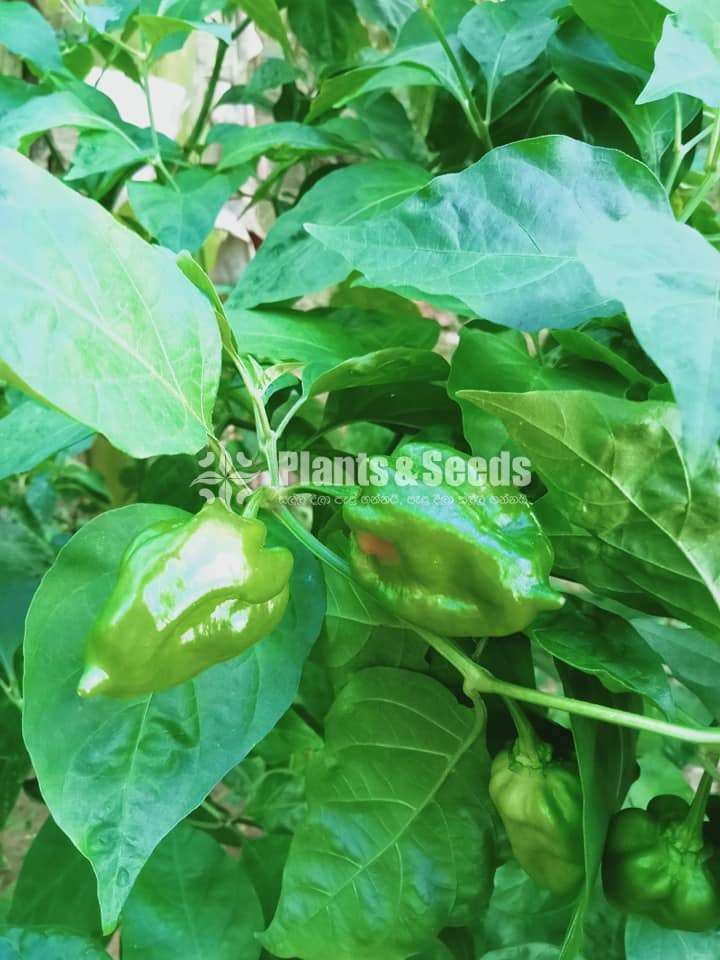 Scotch bonet Nimiris Plants(Dark Green)