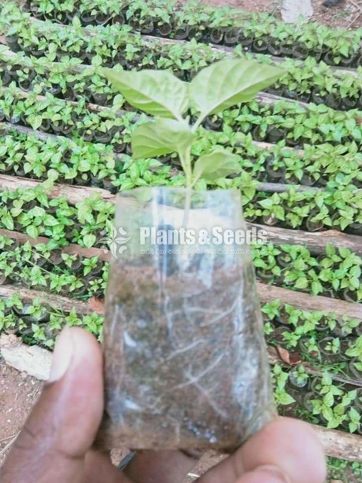 Scotch bonet Nimiris Plants(Dark Green)