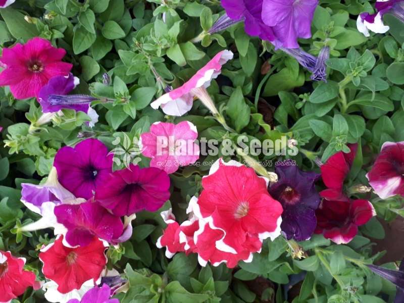 Petunia Pot  (පිටෝනියා )