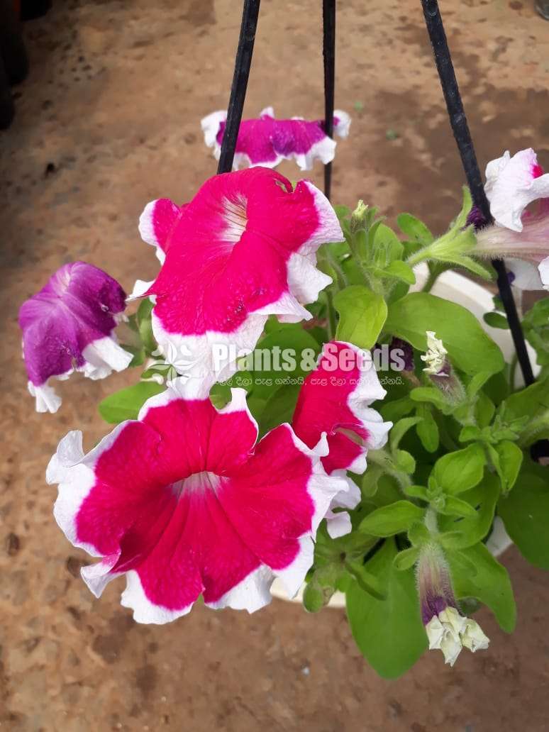 Petunia Pot  (පිටෝනියා )