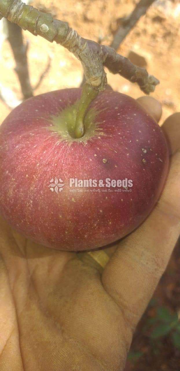 Apple Plants (ඇපල්)