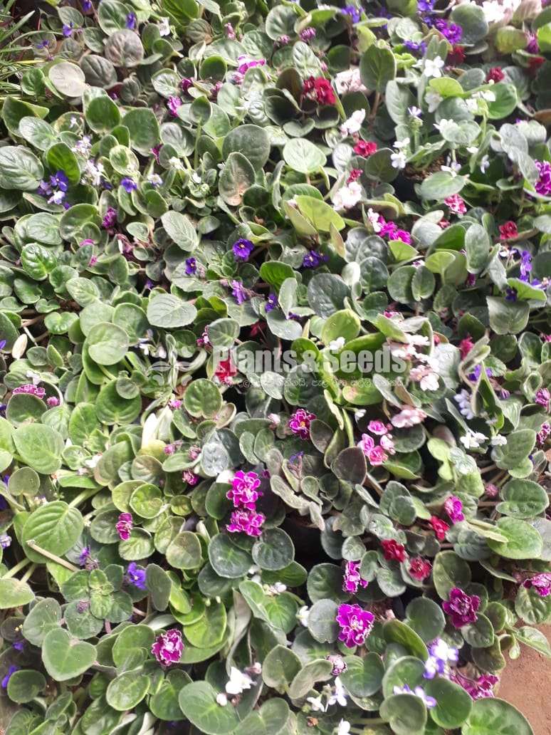 Bigonia  (බිගොනියා පැල)