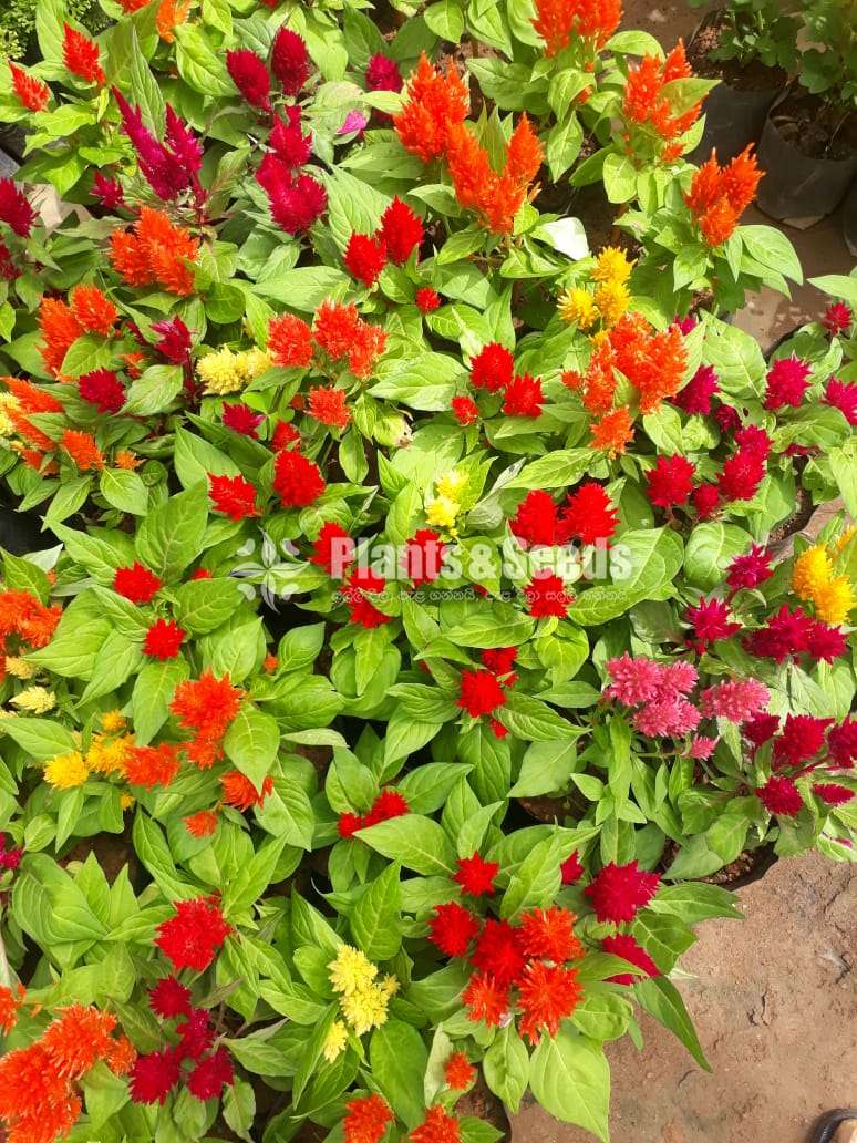 Celosiya Seeds (සෙලොසියා )