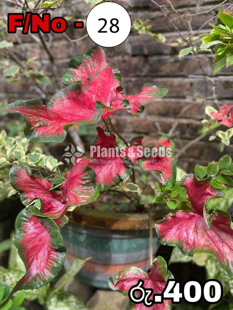 Freida Hemple Caladium