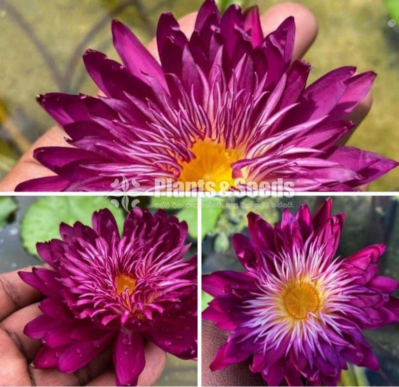 Water Plants Package (මල් සහිත හොදින් වැඩුනු ගස්)