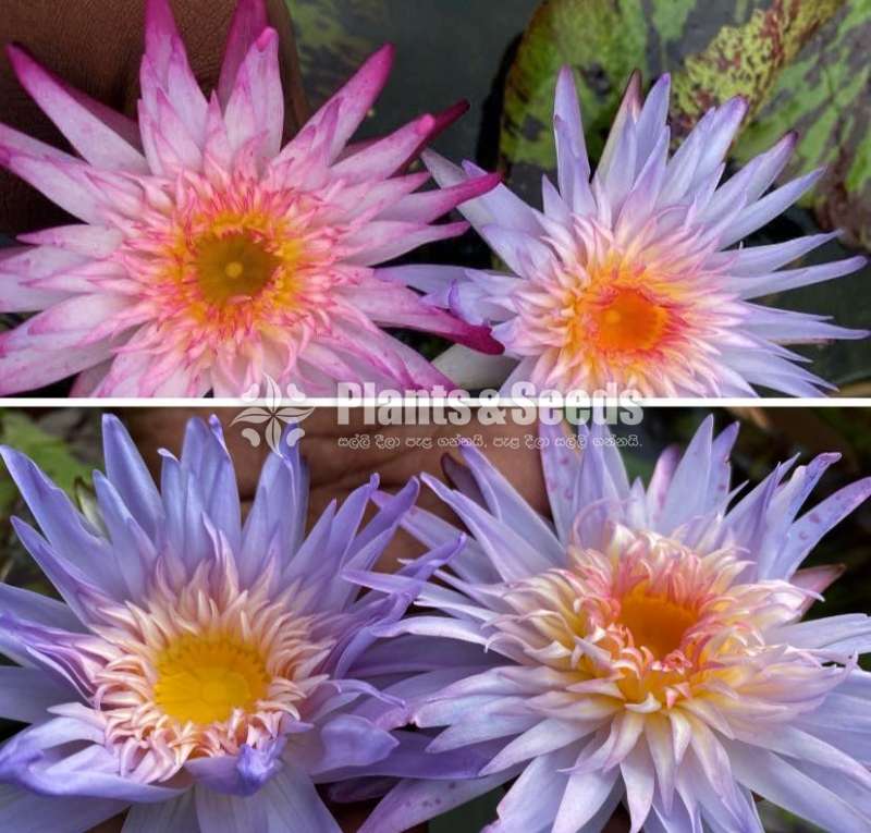 Water Plants Package (මල් සහිත හොදින් වැඩුනු ගස්)