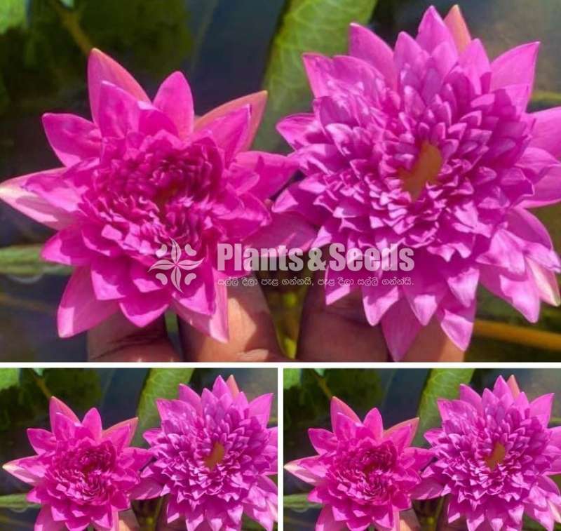 Water Plants Package (මල් සහිත හොදින් වැඩුනු ගස්)