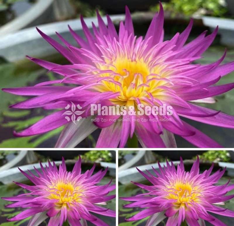 Water Plants Package (මල් සහිත හොදින් වැඩුනු ගස්)