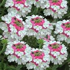 Verbiniya flower 