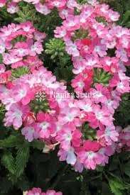 Verbiniya flower 