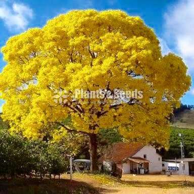 තැබොබියා අජන්ටිනා (Thabobia Argentina)