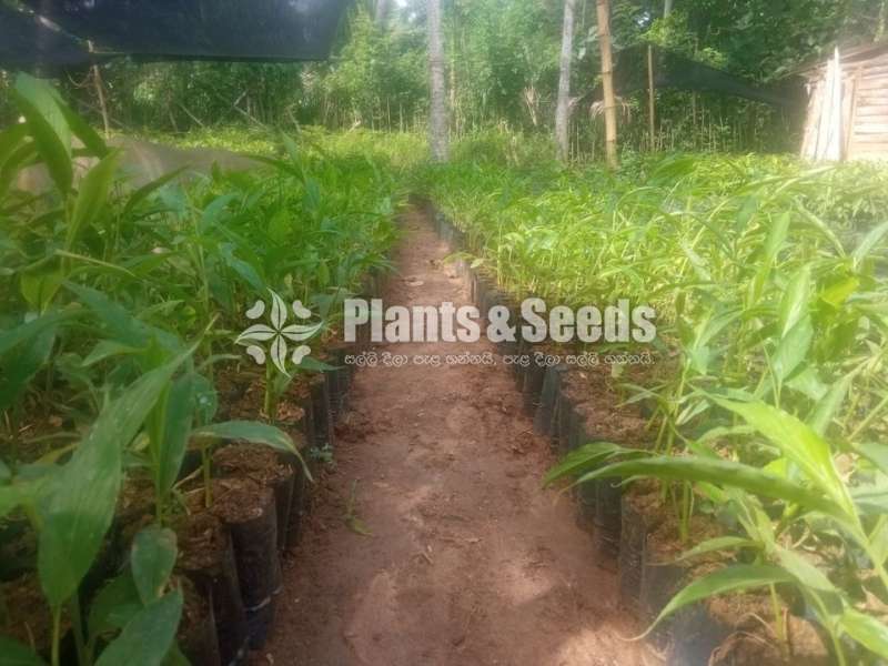 එන්සාල් ( කරදමුංගු) පැල (Cardamom)