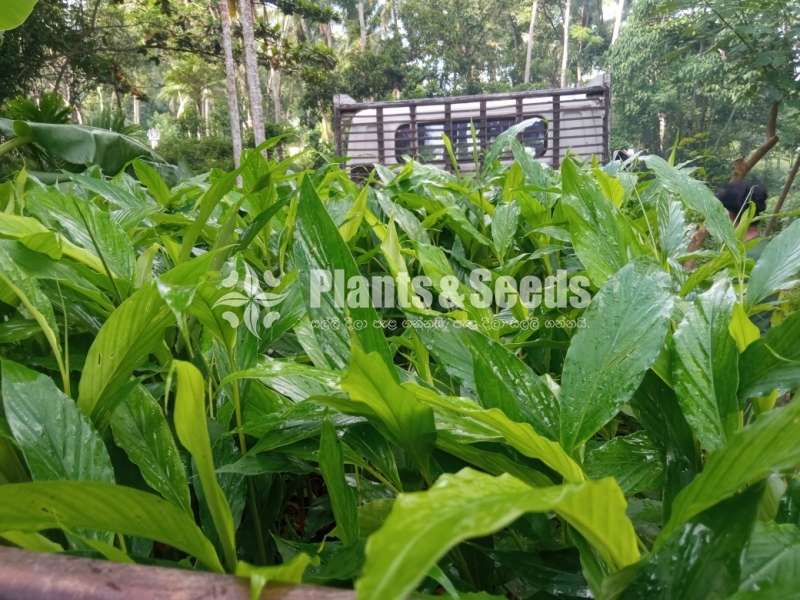 එන්සාල් ( කරදමුංගු) පැල (Cardamom)
