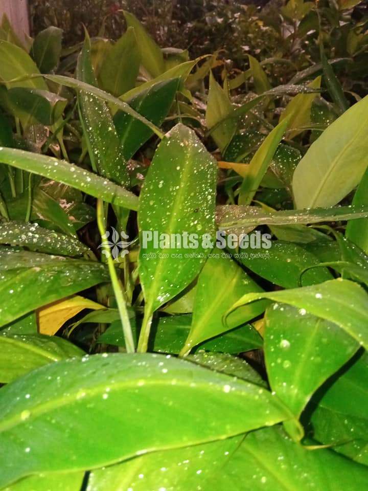 10 Banana Plants