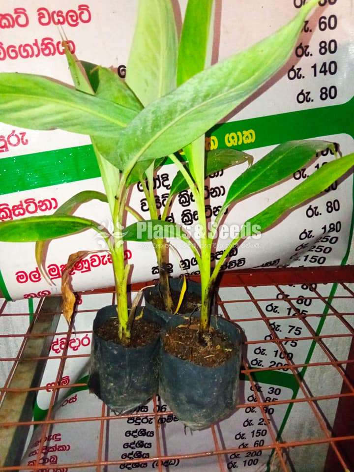 10 Banana Plants