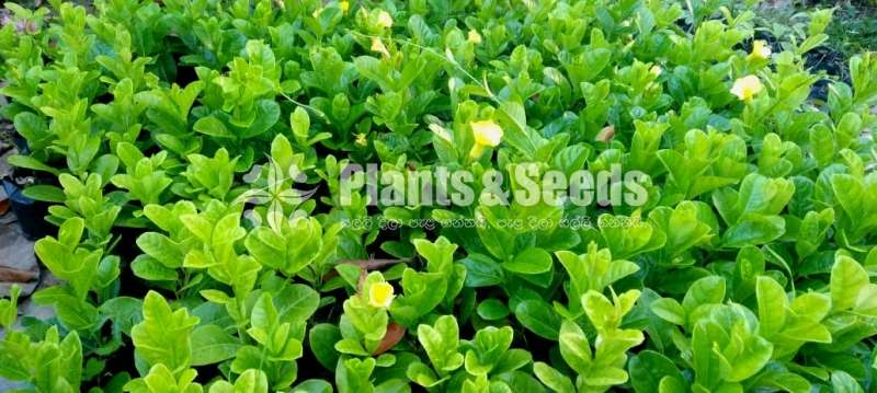 Buttercup Yellow 