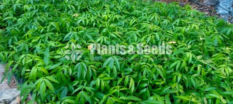 මිටි ඇඹරැල්ලා (Miti Aberella)