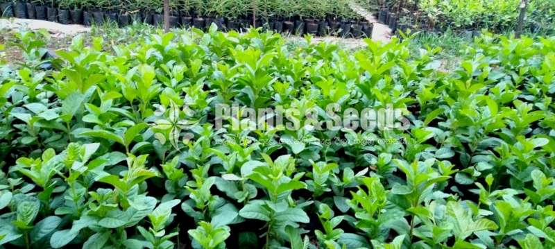Kilo Pera (කිලෝ පේර)