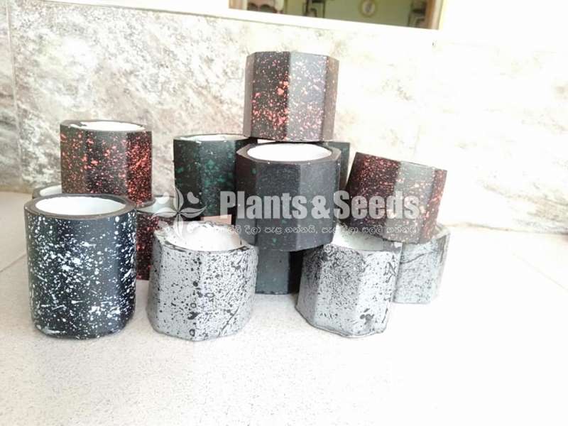 Cactus Pots